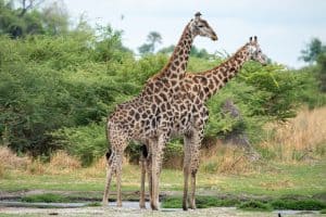 Botswana Wild Life. Semowi Photography.