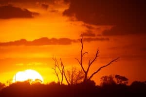 Botswana Wild Life. Semowi Photography.