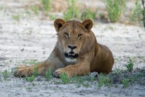 Botswana Wild Life. Semowi Photography.