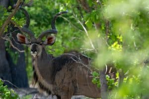 Botswana Wild Life. Semowi Photography.