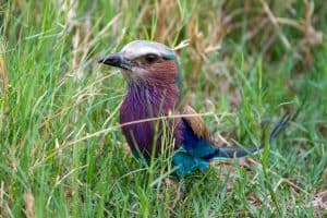 Botswana Wild Life. Semowi Photography.