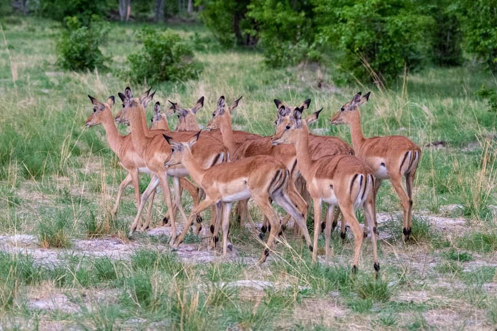 Botswana Wild Life. Semowi Photography.