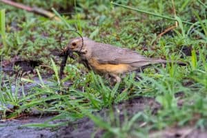Botswana Wild Life. Semowi Photography.