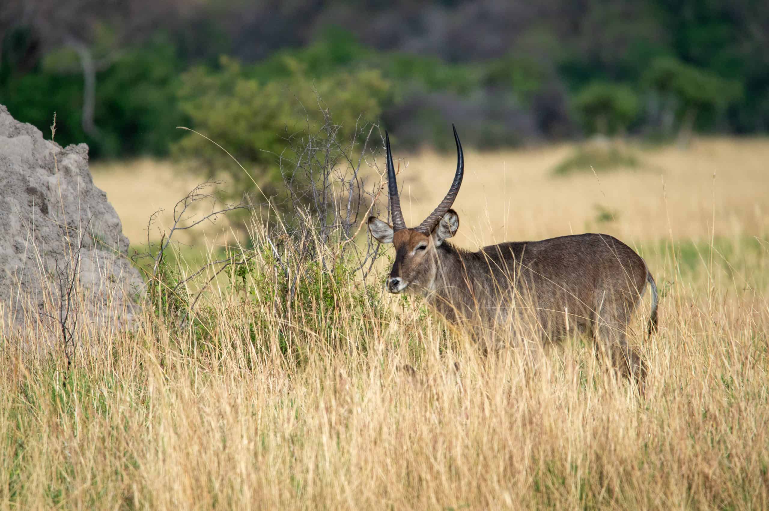 Botswana Wild Life. Semowi Photography.