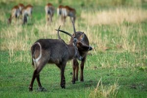Botswana Wild Life. Semowi Photography.