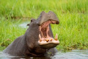 Botswana Wild Life. Semowi Photography.