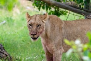 Botswana Wild Life. Semowi Photography.