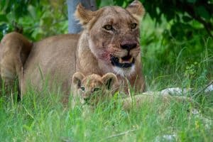Botswana Wild Life. Semowi Photography.