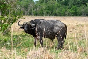 Botswana Wild Life. Semowi Photography.