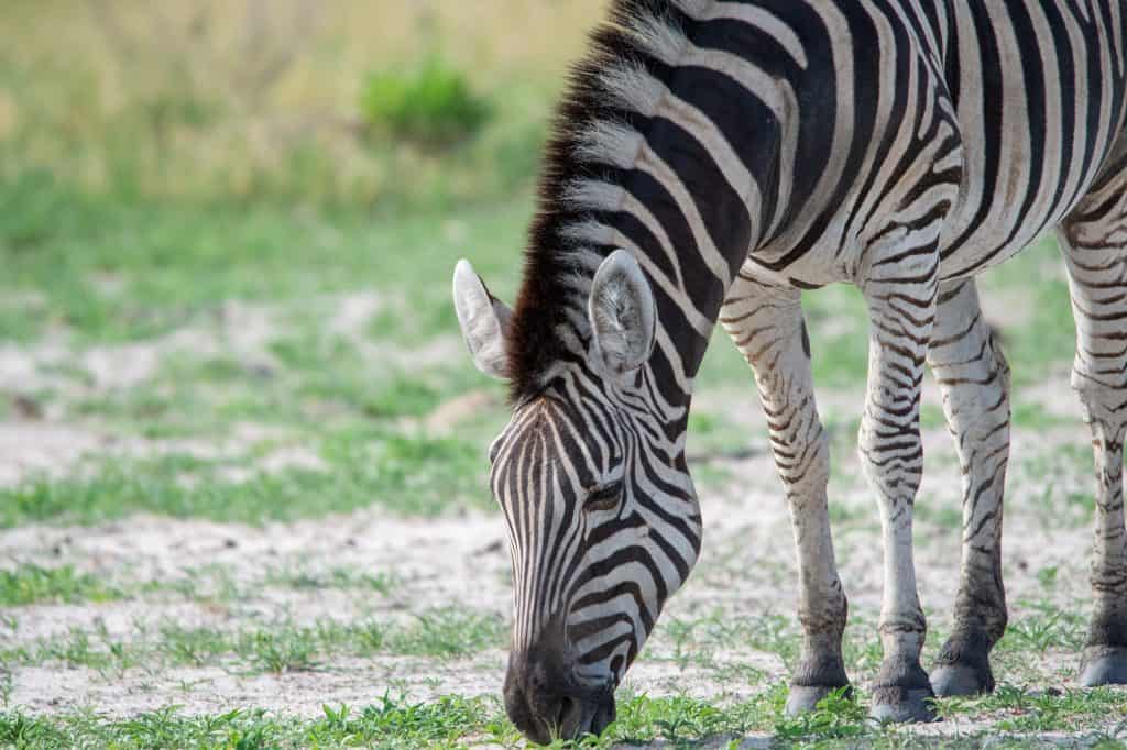 Botswana Wild Life. Semowi Photography.