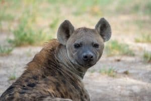 Botswana Wild Life. Semowi Photography.
