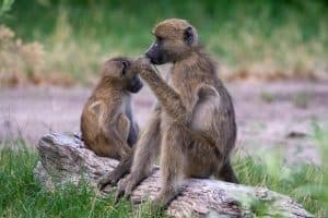 Botswana Wild Life. Semowi Photography.