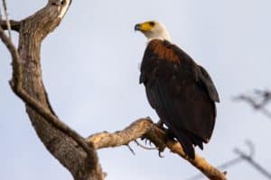 Botswana Wild Life. Semowi Photography.