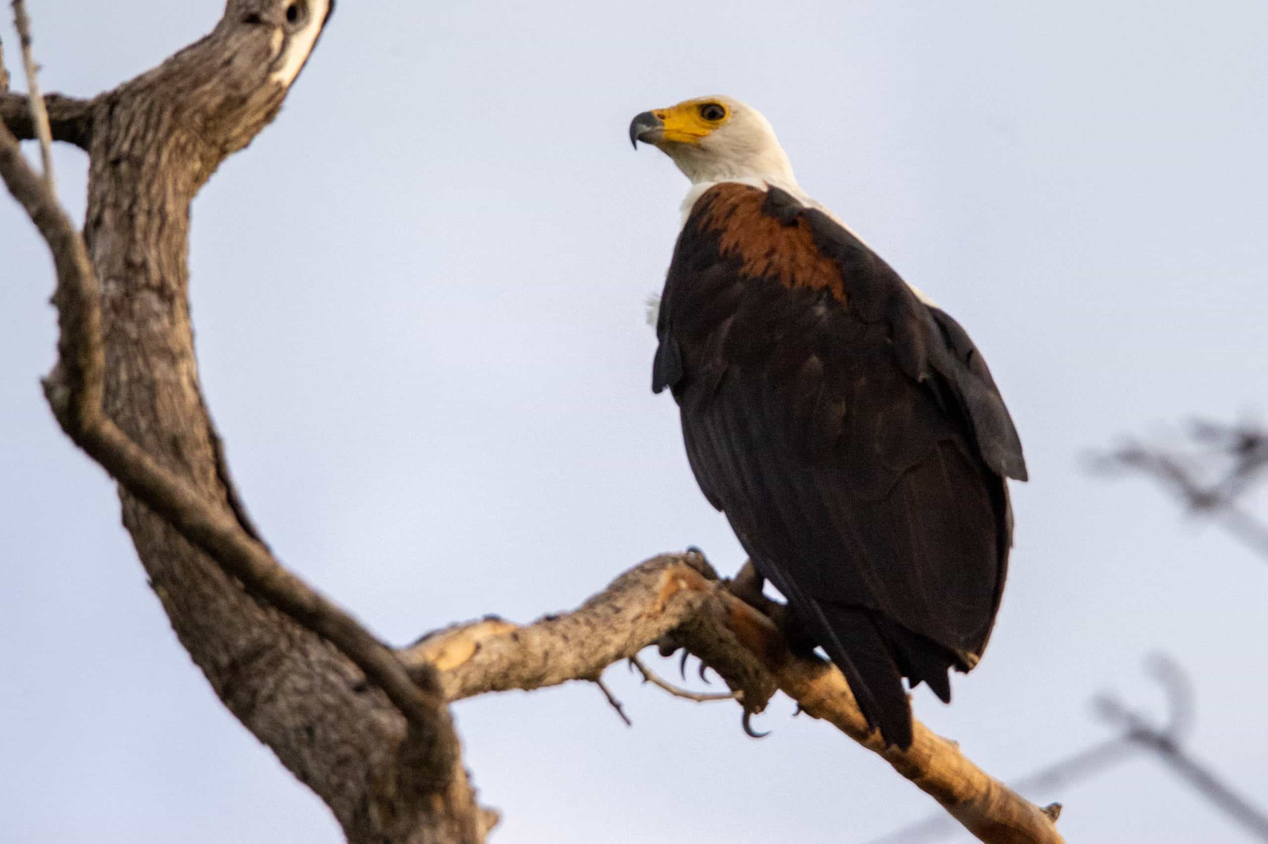Botswana Wild Life. Semowi Photography.