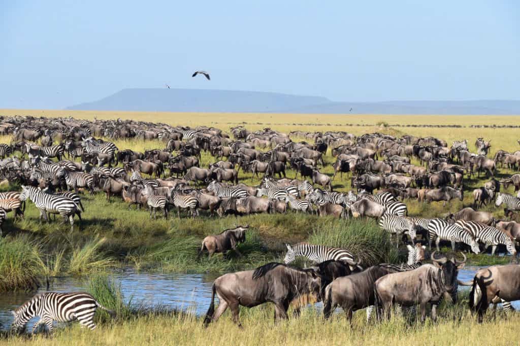 The Wildeebeest Herd In The Serengeti