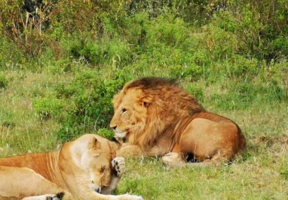 3 Days Masai Mara Safari