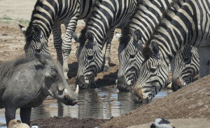 Zebra
