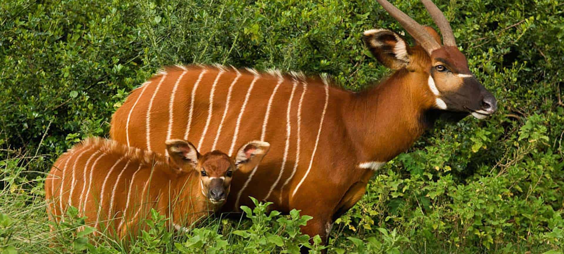 Aberdare National Park Bongo 1920x864