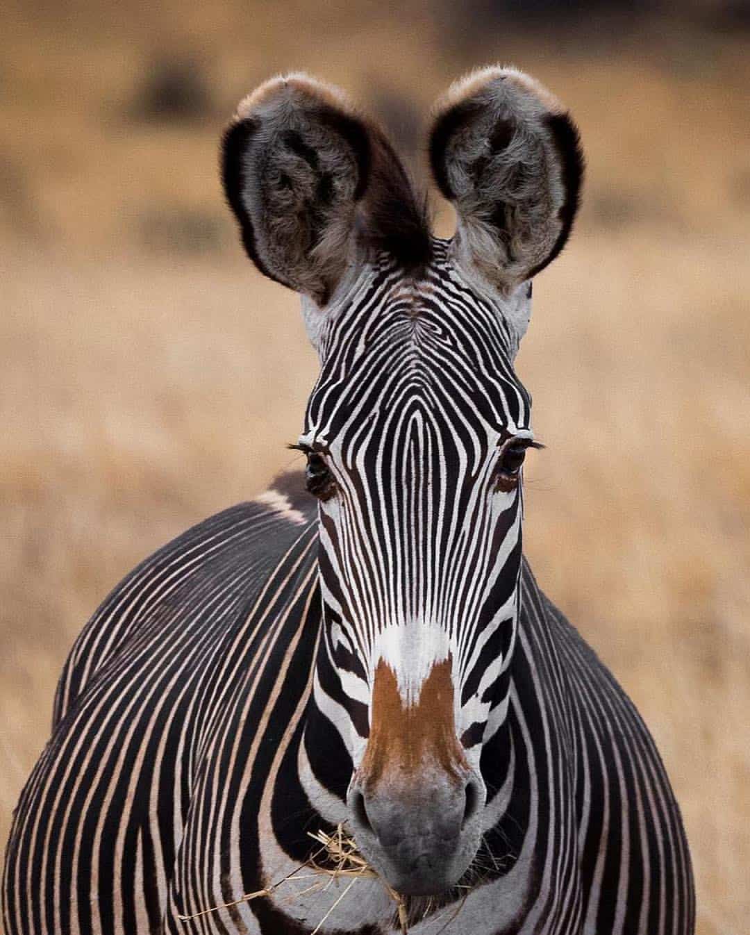 Africansafaris Butmurmgaxp 4