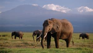 Amboseli Safaris