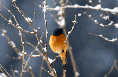 18-Day Bird Watching and Wildlife in Western Sichuan