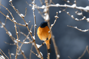 Birding10