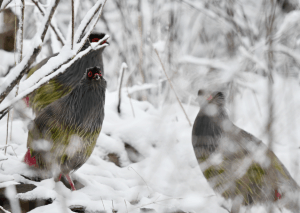 Birding10.1