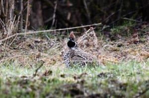 Birding11