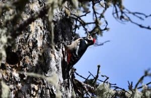 Birding12