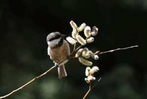 Birding12.1