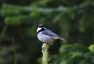 Birding13