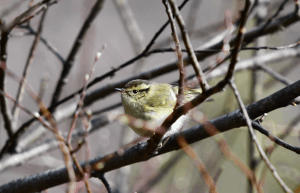 Birding13.1