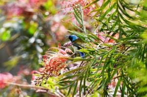 Birding2.1