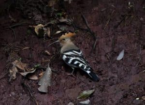 Birding3
