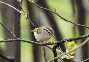 Birding3.1