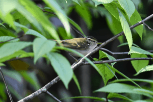 Birding3.2