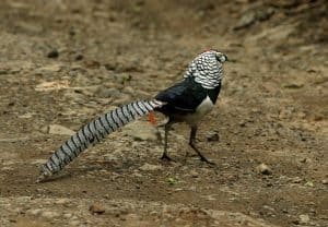 Birding3.3