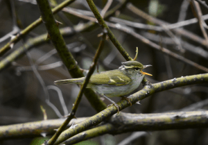 Birding4