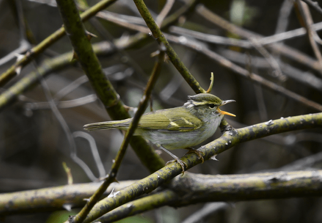 Birding4