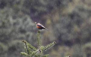 Birding5