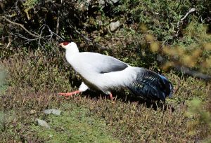 Birding5.1