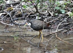 Birding6.1