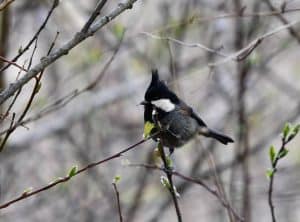 Birding6.2