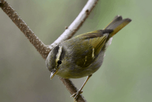 Birding7