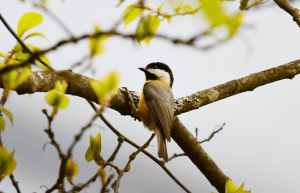 Birding7.1