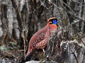 Birding8