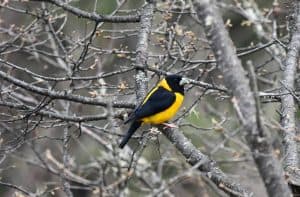 Birding8.1