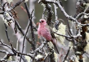 Birding9.1