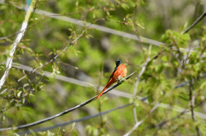 Birding9.3