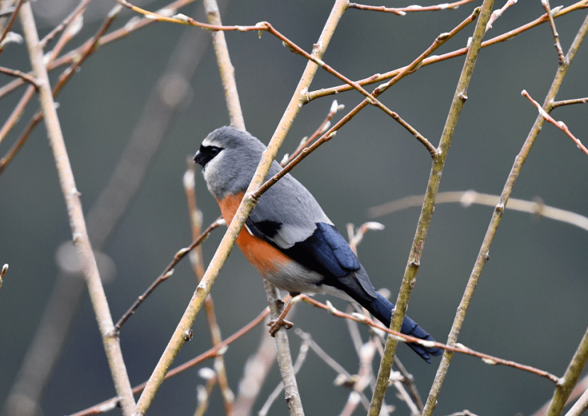 Birding9.4